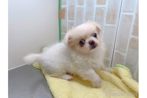 成約済の東京都のミックス犬-156717の11枚目