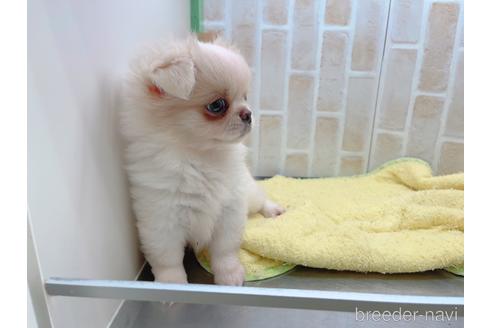 成約済の東京都のミックス犬-156717の10枚目