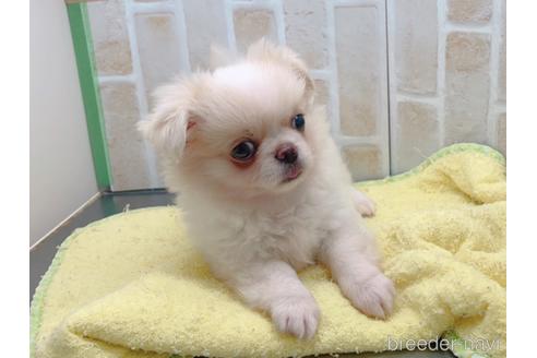 成約済の東京都のミックス犬-156717の8枚目