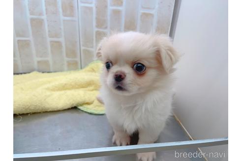 成約済の東京都のミックス犬-156717の7枚目