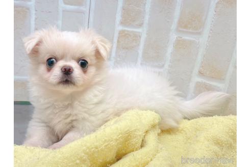 成約済の東京都のミックス犬-156717の6枚目