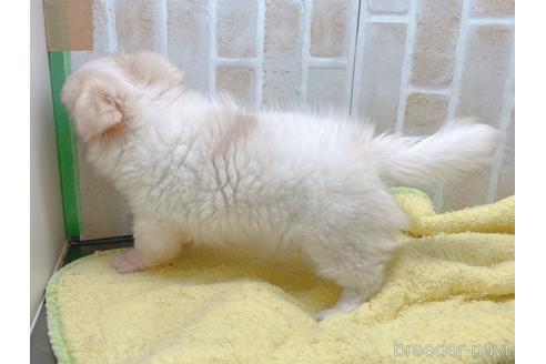 成約済の東京都のミックス犬-156717の5枚目