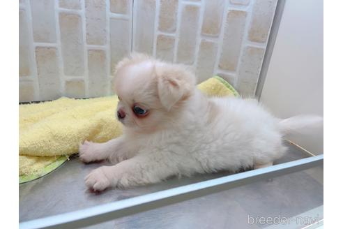 成約済の東京都のミックス犬-156717の4枚目