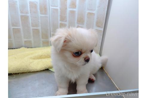 成約済の東京都のミックス犬-156717の3枚目