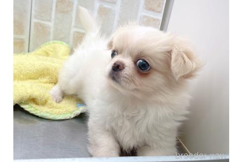 成約済の東京都のミックス犬-156717の2枚目