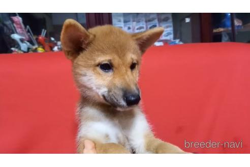 成約済の沖縄県の柴犬-158606の2枚目