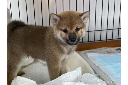 成約済の岡山県の柴犬-158628の10枚目