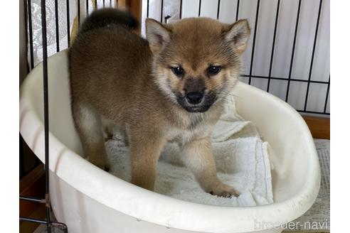 成約済の岡山県の柴犬-158628の9枚目