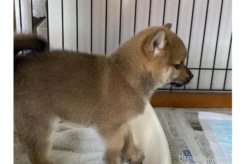 成約済の岡山県の柴犬-158628の8枚目