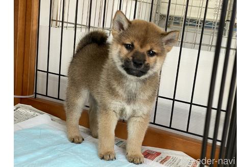 成約済の岡山県の柴犬-158628の7枚目