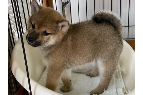 成約済の岡山県の柴犬-158628の6枚目