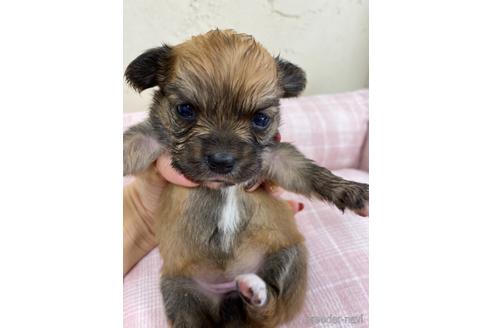 成約済の福岡県のミックス犬-158646