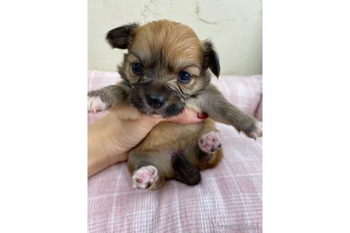 成約済の福岡県のミックス犬-158649の1枚目