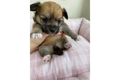 成約済の福岡県のミックス犬-158649の4枚目