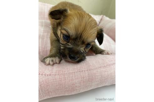 成約済の福岡県のミックス犬-158649の5枚目