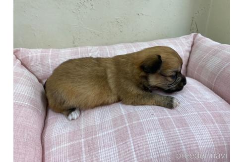 成約済の福岡県のミックス犬-158649の6枚目