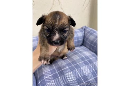 成約済の福岡県のミックス犬-158650の1枚目