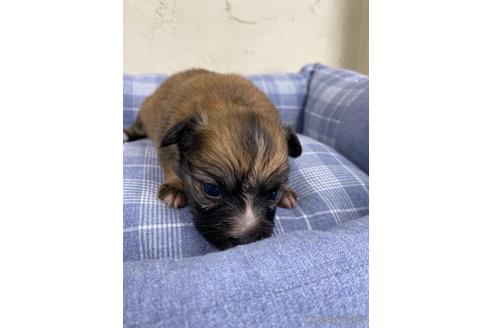成約済の福岡県のミックス犬-158650の3枚目
