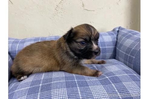 成約済の福岡県のミックス犬-158650の4枚目