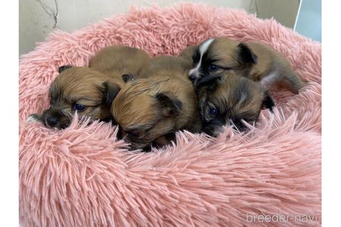 成約済の福岡県のミックス犬-158650の5枚目