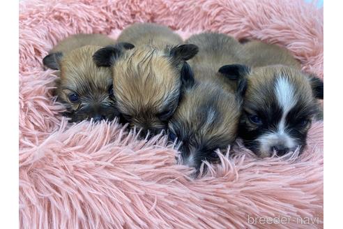 成約済の福岡県のミックス犬-158650の6枚目