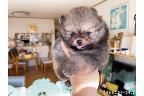 成約済の岐阜県のポメラニアン-155201の11枚目