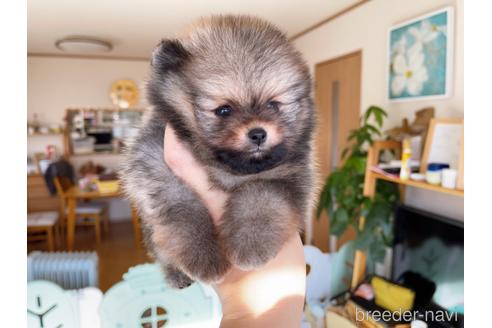 成約済の岐阜県のポメラニアン-155201の12枚目