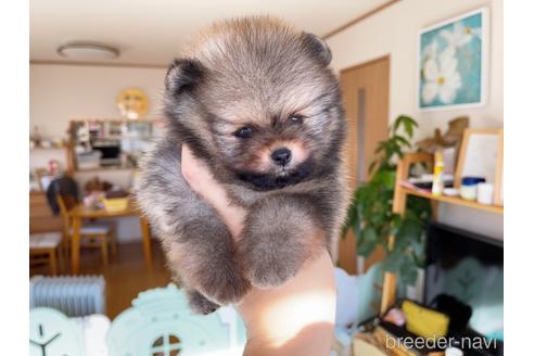 成約済の岐阜県のポメラニアン-155201の14枚目