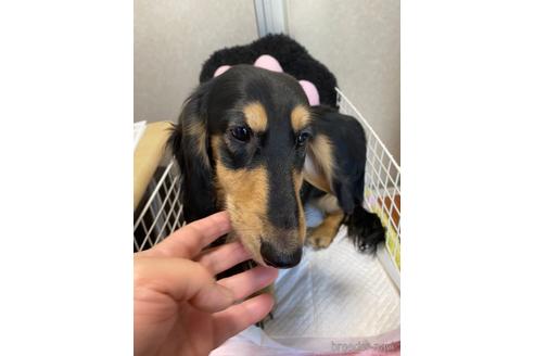 長野県のスタンダードダックスフンド 男の子 21 01 16生まれ ブラックタン 子犬id ブリーダーナビ