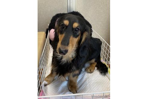 長野県のスタンダードダックスフンド 男の子 21 01 16生まれ ブラックタン 子犬id ブリーダーナビ