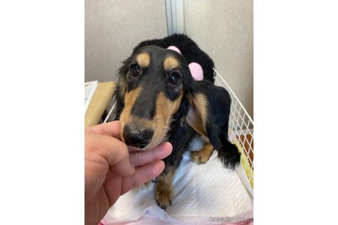 長野県のスタンダードダックスフンド 男の子 21 01 16生まれ ブラックタン 子犬id ブリーダーナビ