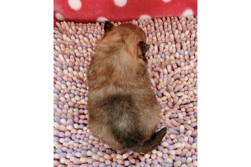 成約済の山口県のポメラニアン-158682の4枚目