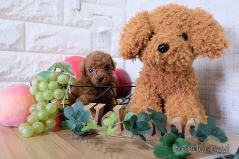 成約済の滋賀県のトイプードル-158708