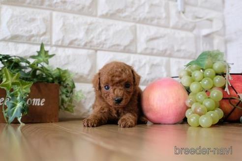 成約済の滋賀県のトイプードル-158708の3枚目