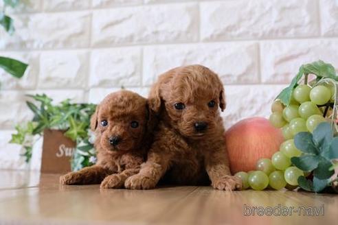 成約済の滋賀県のトイプードル-158708の2枚目