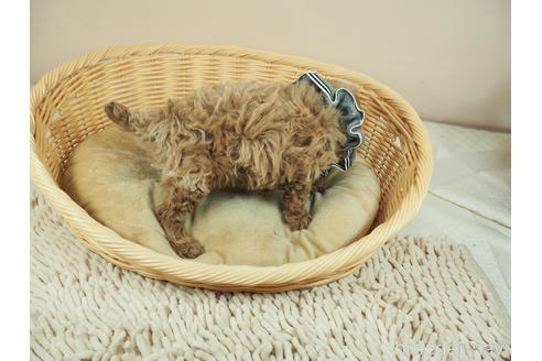 成約済の埼玉県のタイニープードル-156858の5枚目