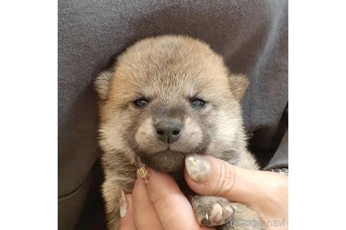 成約済の富山県の柴犬-158721の1枚目