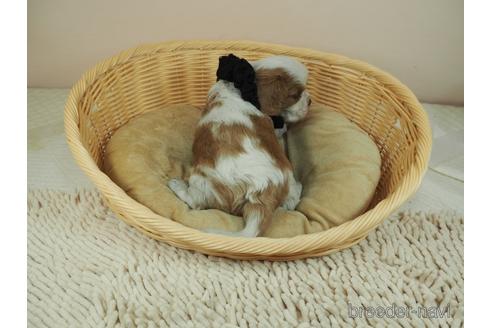 成約済の埼玉県のキャバリアキングチャールズスパニエル-158727の4枚目