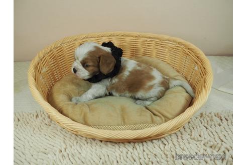 成約済の埼玉県のキャバリアキングチャールズスパニエル-158727の3枚目