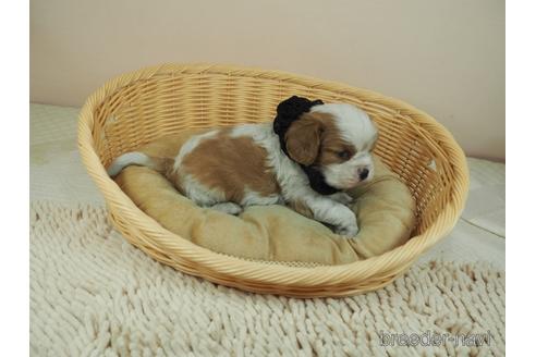 成約済の埼玉県のキャバリアキングチャールズスパニエル-158727の2枚目