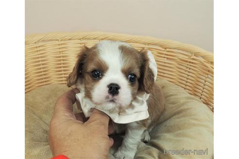 成約済の埼玉県のキャバリアキングチャールズスパニエル-158730の5枚目