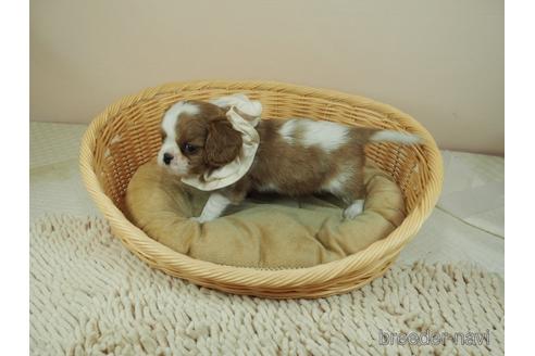 成約済の埼玉県のキャバリアキングチャールズスパニエル-158730の3枚目