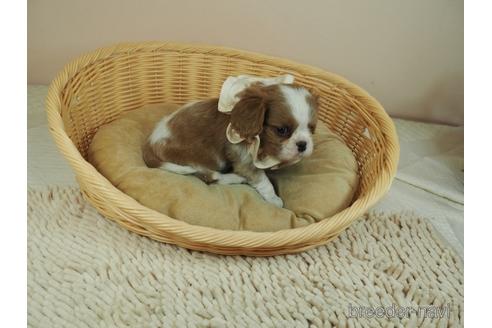 成約済の埼玉県のキャバリアキングチャールズスパニエル-158730の2枚目