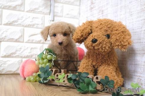 成約済の滋賀県のトイプードル-156874の1枚目