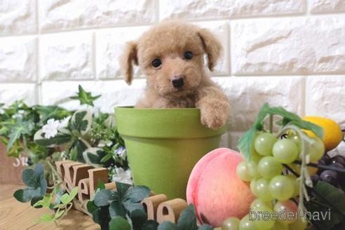 成約済の滋賀県のトイプードル-156874の4枚目