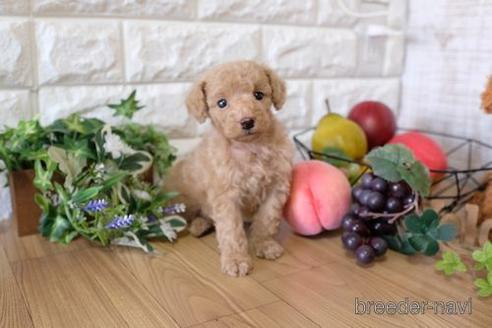 成約済の滋賀県のトイプードル-156874の3枚目