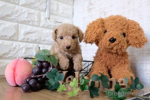 成約済の滋賀県のトイプードル-156874の2枚目