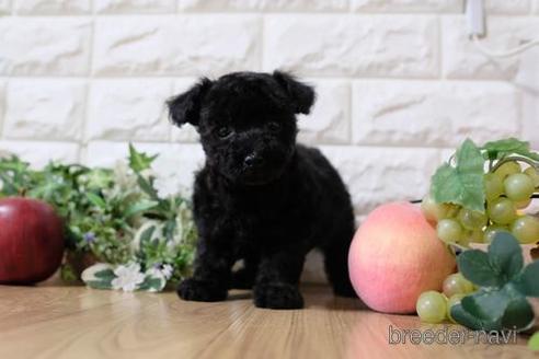成約済の滋賀県のトイプードル-156884の1枚目
