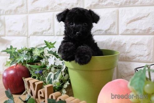 成約済の滋賀県のトイプードル-156884の5枚目