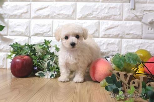 成約済の滋賀県のトイプードル-156886の1枚目